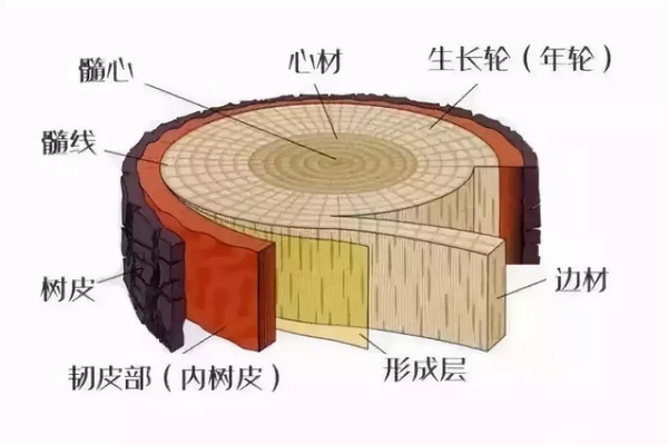 木材橫切面結(jié)構(gòu)示意圖 木材橫切面結(jié)構(gòu)示意圖